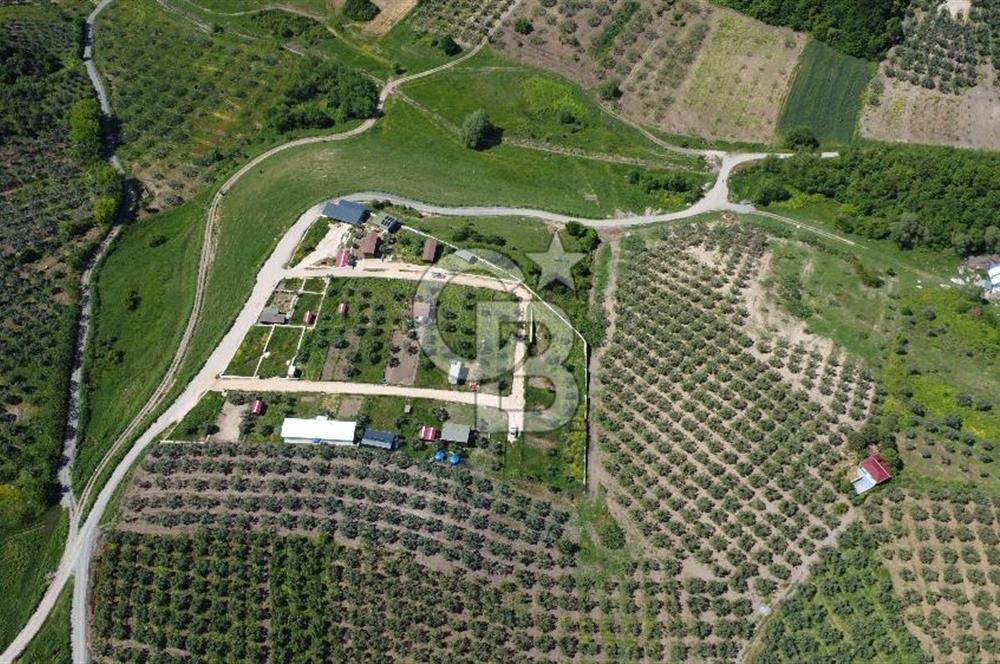 MUDANYA ÇINARLI’DA DOĞA İÇİNDE SATILIK HOBİ BAHÇESİ