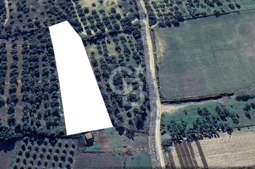 ÇANAKKALE LAPSEKİ ÇARDAK'TA YOLU OLAN SATILIK 3490 M2 BAĞ