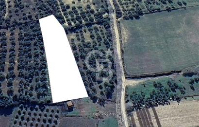 ÇANAKKALE LAPSEKİ ÇARDAK'TA YOLU OLAN SATILIK 3490 M2 BAĞ