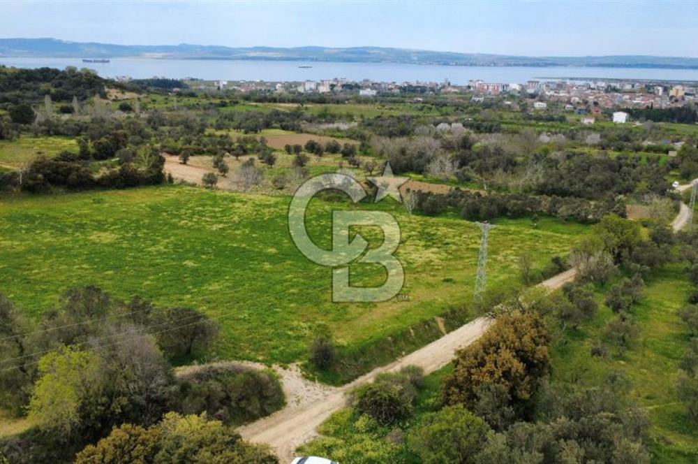 ÇANAKKALE LAPSEKİ ÇARDAK'TA YOLU OLAN SATILIK 3490 M2 BAĞ