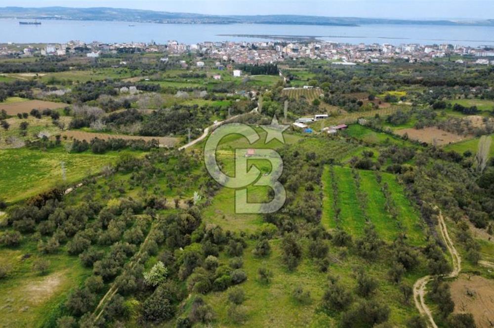 ÇANAKKALE LAPSEKİ ÇARDAK'TA YOLU OLAN SATILIK 3490 M2 BAĞ