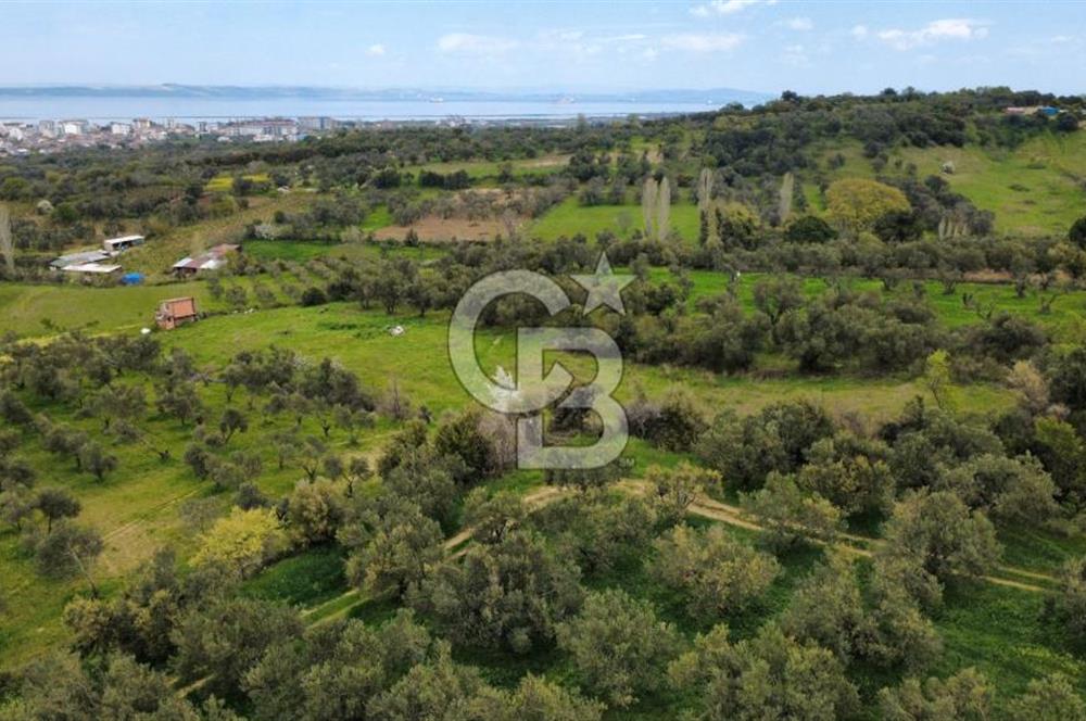 ÇANAKKALE LAPSEKİ ÇARDAK'TA YOLU OLAN SATILIK 3490 M2 BAĞ