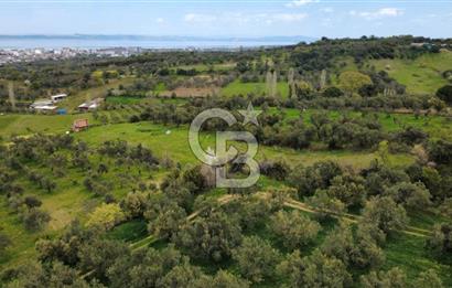 ÇANAKKALE LAPSEKİ ÇARDAK'TA YOLU OLAN SATILIK 3490 M2 BAĞ