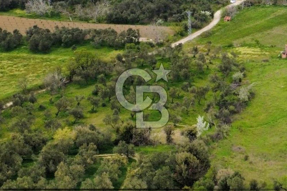ÇANAKKALE LAPSEKİ ÇARDAK'TA YOLU OLAN SATILIK 3490 M2 BAĞ