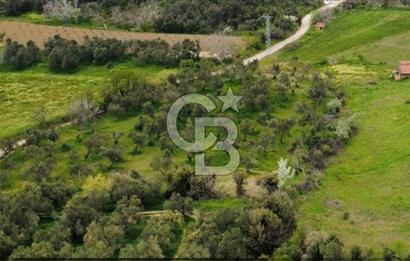 ÇANAKKALE LAPSEKİ ÇARDAK'TA YOLU OLAN SATILIK 3490 M2 BAĞ