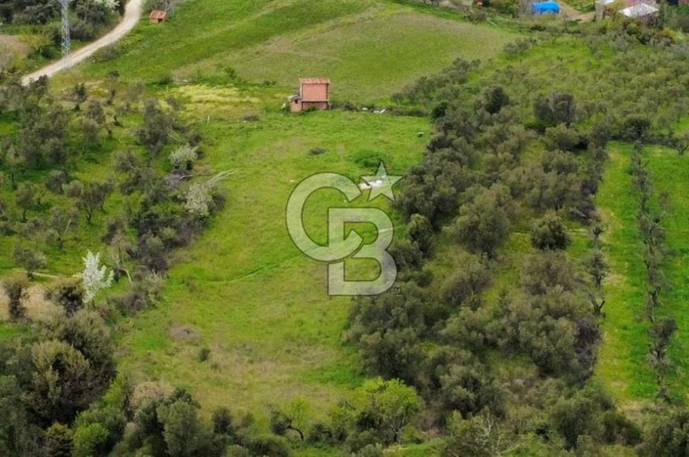 ÇANAKKALE LAPSEKİ ÇARDAK'TA YOLU OLAN SATILIK 3490 M2 BAĞ
