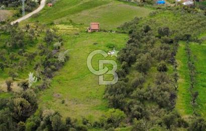 ÇANAKKALE LAPSEKİ ÇARDAK'TA YOLU OLAN SATILIK 3490 M2 BAĞ