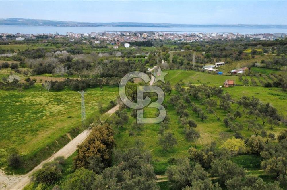 ÇANAKKALE LAPSEKİ ÇARDAK'TA YOLU OLAN SATILIK 3490 M2 BAĞ