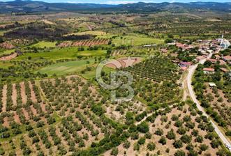 ÇANAKKALE BAYRAMİÇ SAÇAKLI KÖYÜNDE SATILIK 7990 M2 ZEYTİNLİK - 2 - 346464