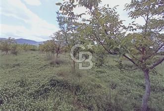 CB Leader'den Sındırgı Alacaatlı'da satılık Ceviz Tarlası - 5 - 349646