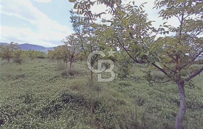 CB Leader'den Sındırgı Alacaatlı'da satılık Ceviz Tarlası