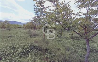 CB Leader'den Sındırgı Alacaatlı'da satılık Ceviz Tarlası