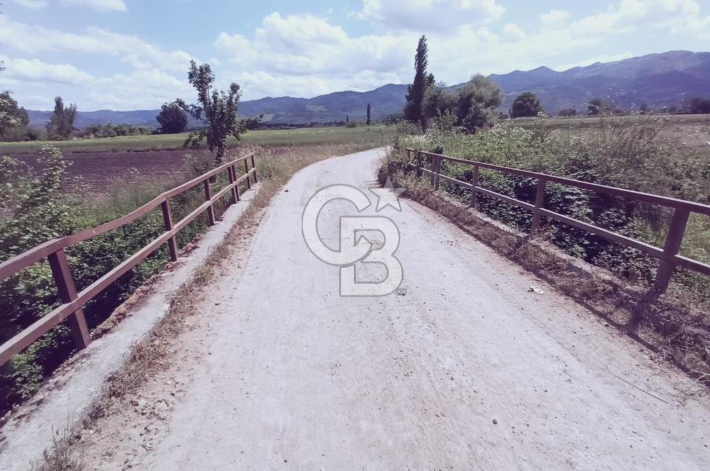 CB Leader'den Sındırgı Alacaatlı'da satılık Ceviz Tarlası