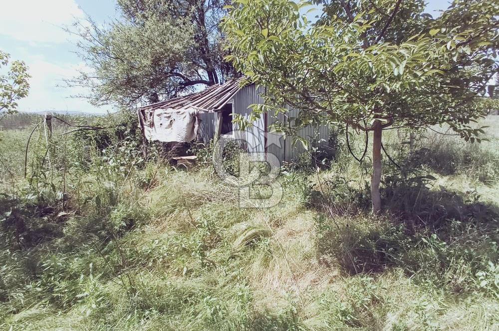 CB Leader'den Sındırgı Alacaatlı'da satılık Ceviz Tarlası