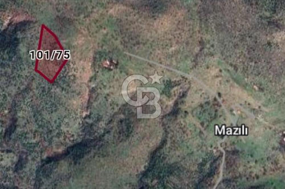 DİKİLİ MAZILIDA 500 m² KOOPERATİF HİSSESİ DENİZE YAKIN YATIRIM