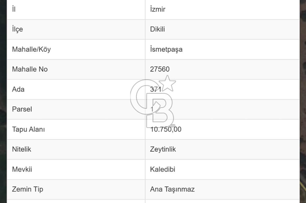 C.B. ROUTE | RUHSATLI YAPISI, SUYU VE ELEKTRİĞİ HAZIR SATILIK ZEYTİNLİK