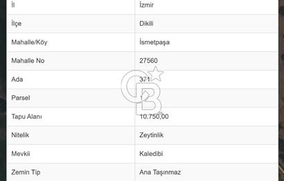 C.B. ROUTE | RUHSATLI YAPISI, SUYU VE ELEKTRİĞİ HAZIR SATILIK ZEYTİNLİK