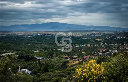 Kemalpaşa Bağyurdu 29 Ekim’de 5812 m2 Eşsiz Manzaralı Satılık Zeytinlik 