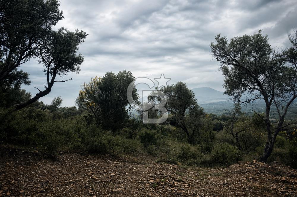 Kemalpaşa Bağyurdu 29 Ekim’de 5812 m2 Eşsiz Manzaralı Satılık Zeytinlik 