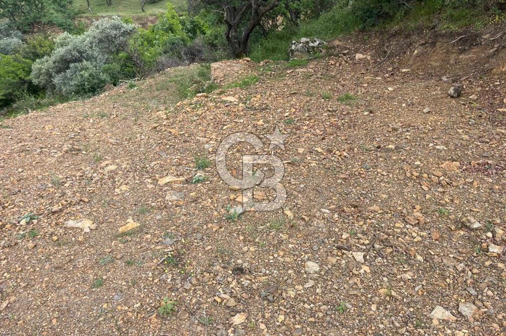 Kemalpaşa Bağyurdu 29 Ekim’de 5812 m2 Eşsiz Manzaralı Satılık Zeytinlik 