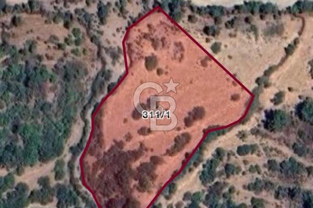 🚨 BERGAMA KARAVELLER’DE 27.721 m² FISTIK ÇAMLI TARLA – KAÇIRILMAYACAK FIRSAT  
