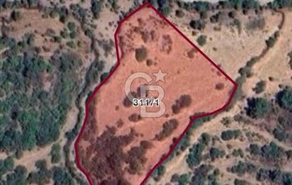 🚨 BERGAMA KARAVELLER’DE 27.721 m² FISTIK ÇAMLI TARLA – KAÇIRILMAYACAK FIRSAT  