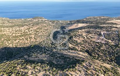ASSOS'UN İNCİSİ BEKTAŞTA SATILIK ZEYTİNLİK