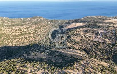 ASSOS'UN İNCİSİ BEKTAŞTA SATILIK ZEYTİNLİK