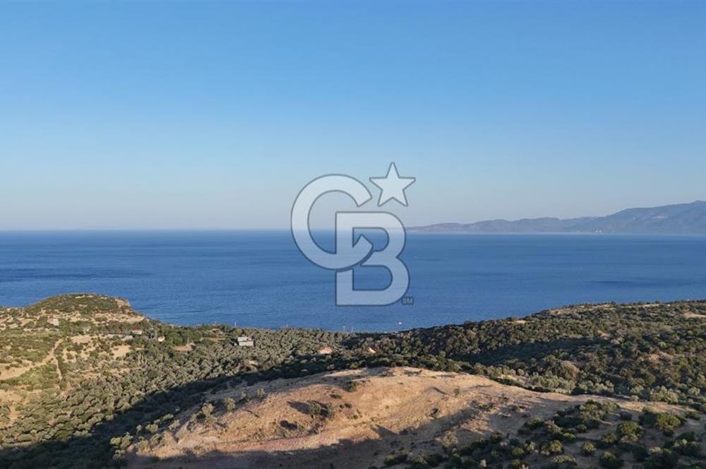 ASSOS'UN İNCİSİ BEKTAŞTA SATILIK ZEYTİNLİK