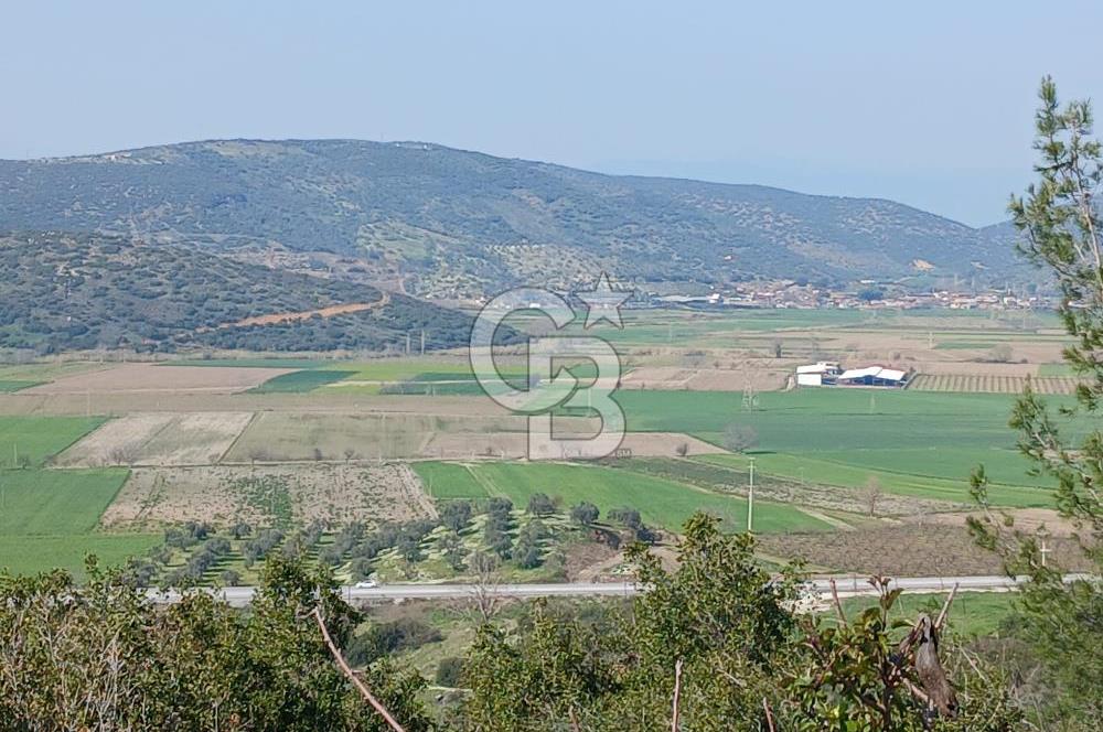 Tire Büyükkalede Eşsiz Manzaralı 44 Dönüm Zeytinlik ve Yatırım