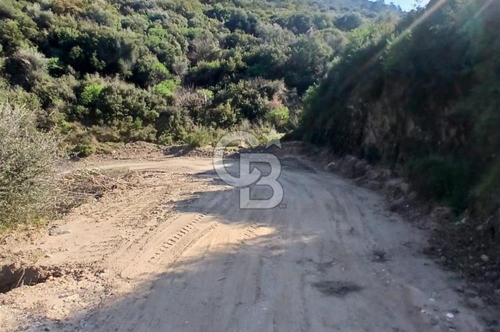 Tire Büyükkalede Eşsiz Manzaralı 44 Dönüm Zeytinlik ve Yatırım