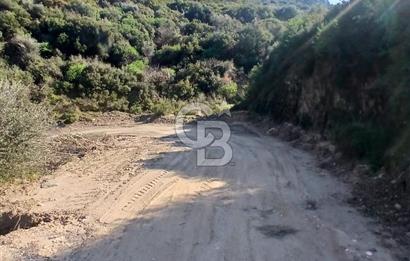 Tire Büyükkalede Eşsiz Manzaralı 44 Dönüm Zeytinlik ve Yatırım