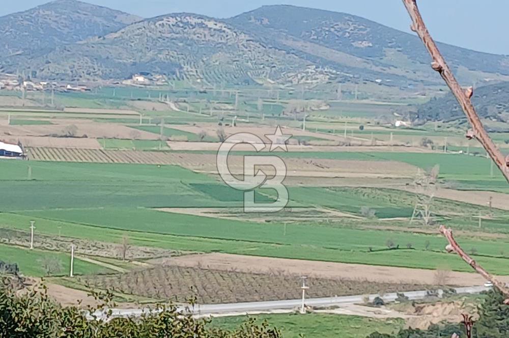 Tire Büyükkalede Eşsiz Manzaralı 44 Dönüm Zeytinlik ve Yatırım
