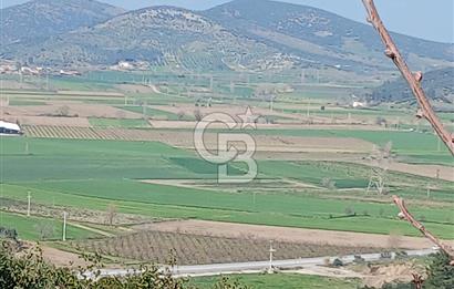 Tire Büyükkalede Eşsiz Manzaralı 44 Dönüm Zeytinlik ve Yatırım