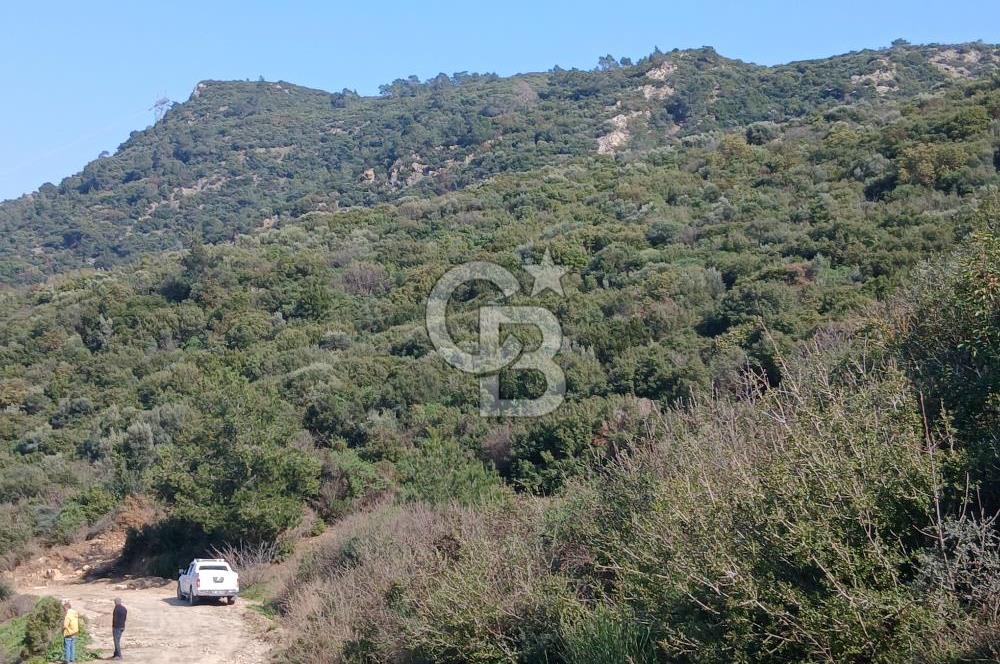 Tire Büyükkalede Eşsiz Manzaralı 44 Dönüm Zeytinlik ve Yatırım