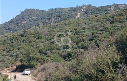 Tire Büyükkalede Eşsiz Manzaralı 44 Dönüm Zeytinlik ve Yatırım
