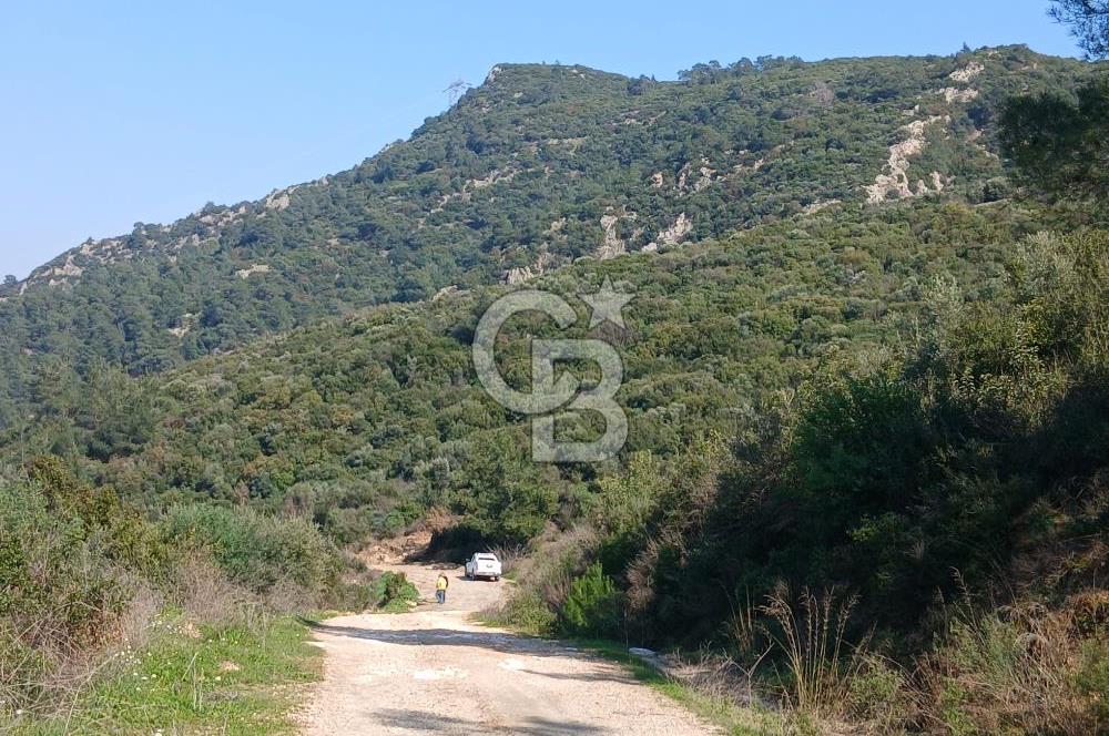 Tire Büyükkalede Eşsiz Manzaralı 44 Dönüm Zeytinlik ve Yatırım