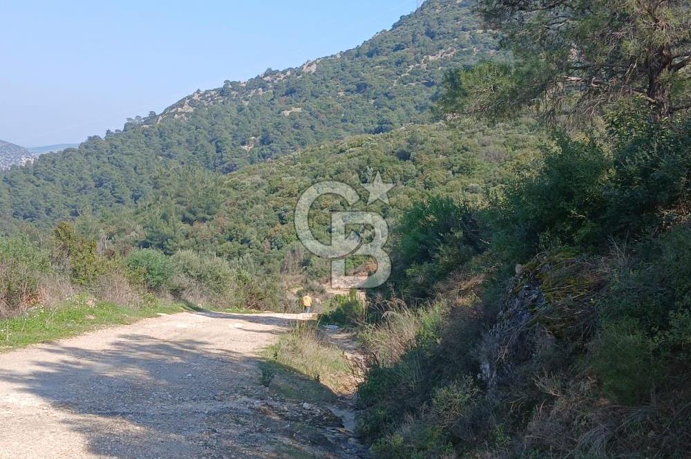 Tire Büyükkalede Eşsiz Manzaralı 44 Dönüm Zeytinlik ve Yatırım