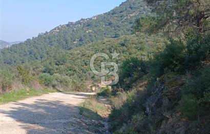 Tire Büyükkalede Eşsiz Manzaralı 44 Dönüm Zeytinlik ve Yatırım