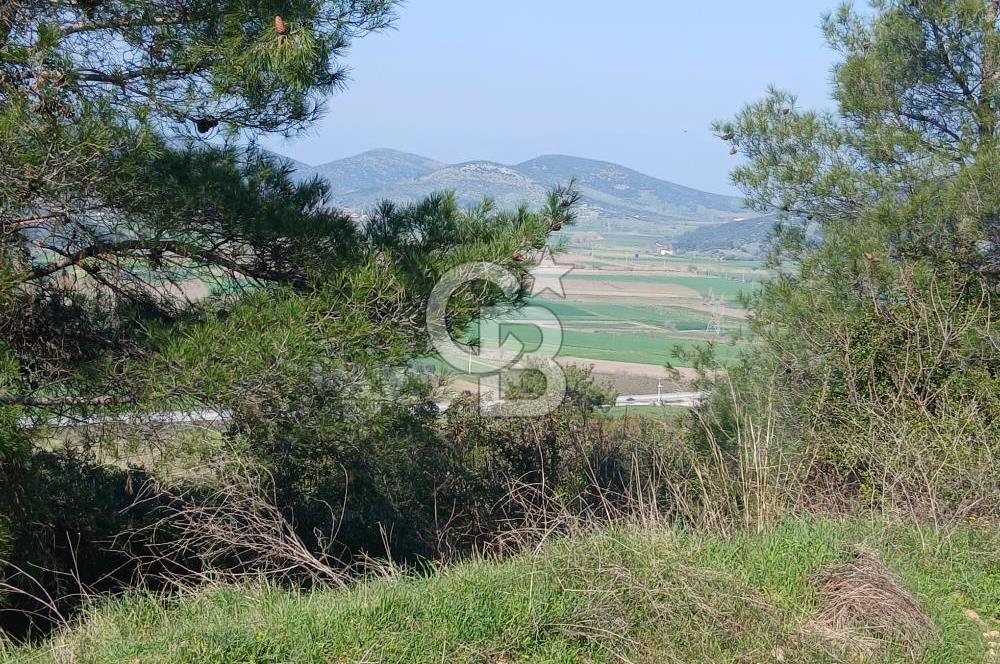 Tire Büyükkalede Eşsiz Manzaralı 44 Dönüm Zeytinlik ve Yatırım