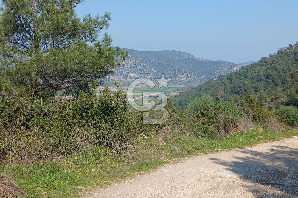 Tire Büyükkalede Eşsiz Manzaralı 44 Dönüm Zeytinlik ve Yatırım