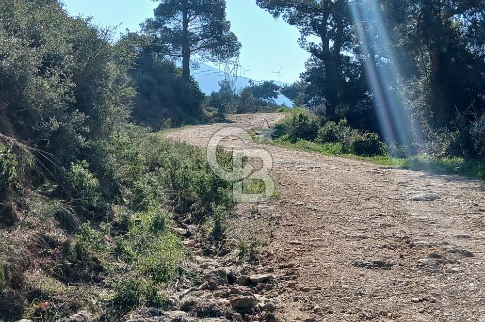 Tire Büyükkalede Eşsiz Manzaralı 44 Dönüm Zeytinlik ve Yatırım