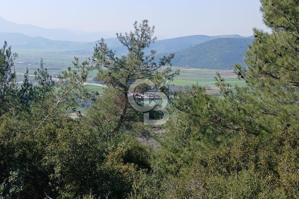 Tire Büyükkalede Eşsiz Manzaralı 44 Dönüm Zeytinlik ve Yatırım