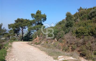 Tire Büyükkalede Eşsiz Manzaralı 44 Dönüm Zeytinlik ve Yatırım