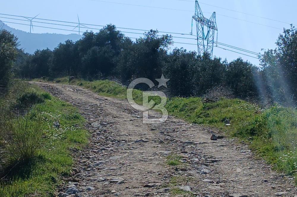 Tire Büyükkalede Eşsiz Manzaralı 44 Dönüm Zeytinlik ve Yatırım