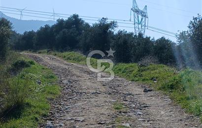 Tire Büyükkalede Eşsiz Manzaralı 44 Dönüm Zeytinlik ve Yatırım