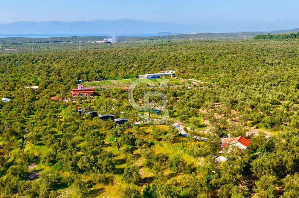 AYVALIKTA ÇİFTLİK / MALİKANE / OTEL KONSEPT SİZE KALMIŞ