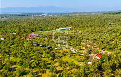 AYVALIKTA ÇİFTLİK / MALİKANE / OTEL KONSEPT SİZE KALMIŞ