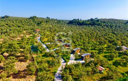 AYVALIKTA ÇİFTLİK / MALİKANE / OTEL KONSEPT SİZE KALMIŞ
