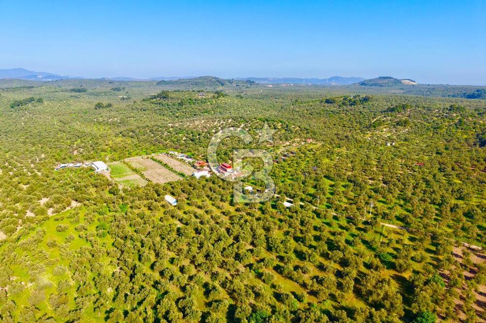 AYVALIKTA ÇİFTLİK / MALİKANE / OTEL KONSEPT SİZE KALMIŞ